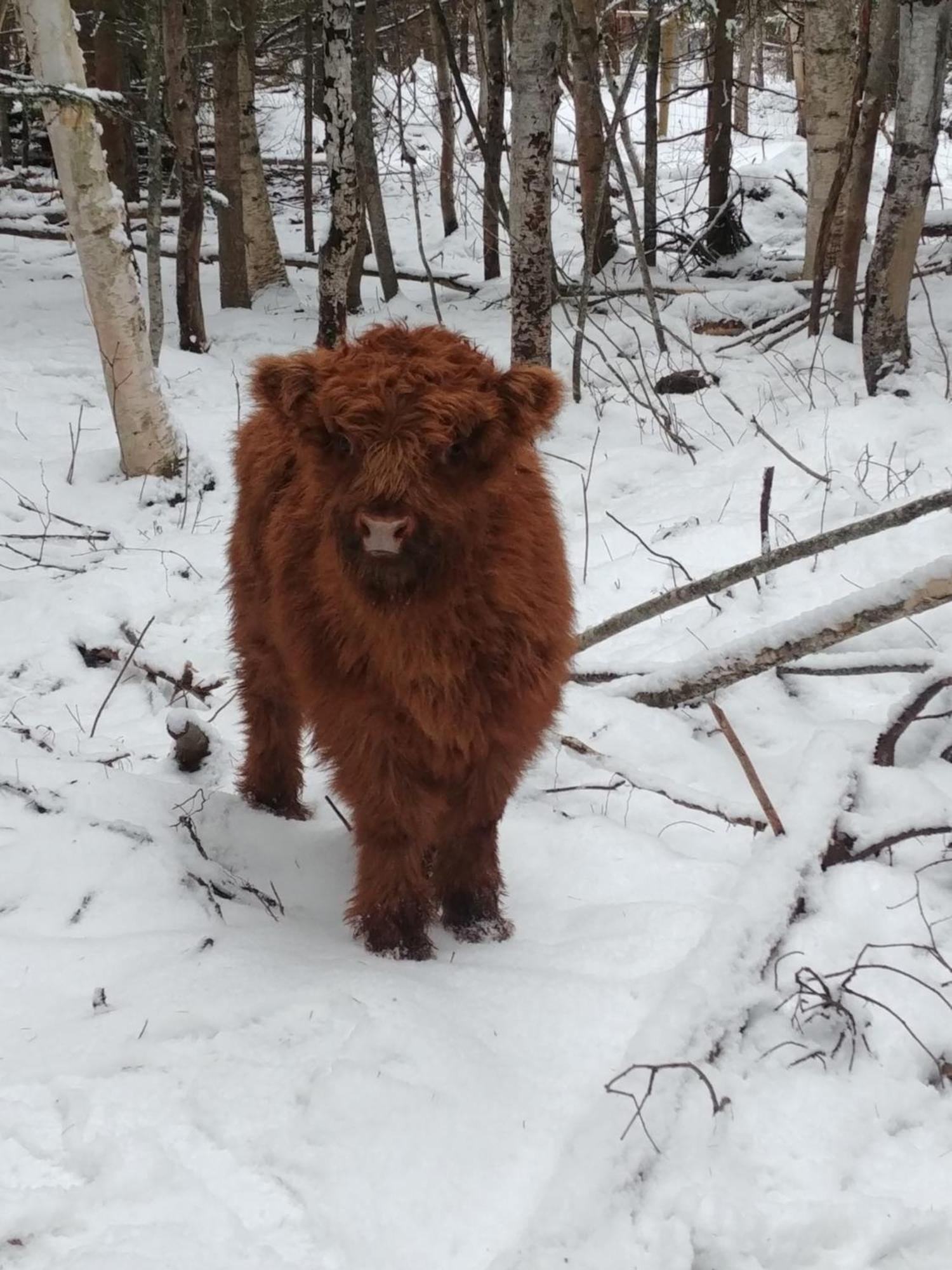Вилла Wolfwood Guest Ranch Клируотер Экстерьер фото