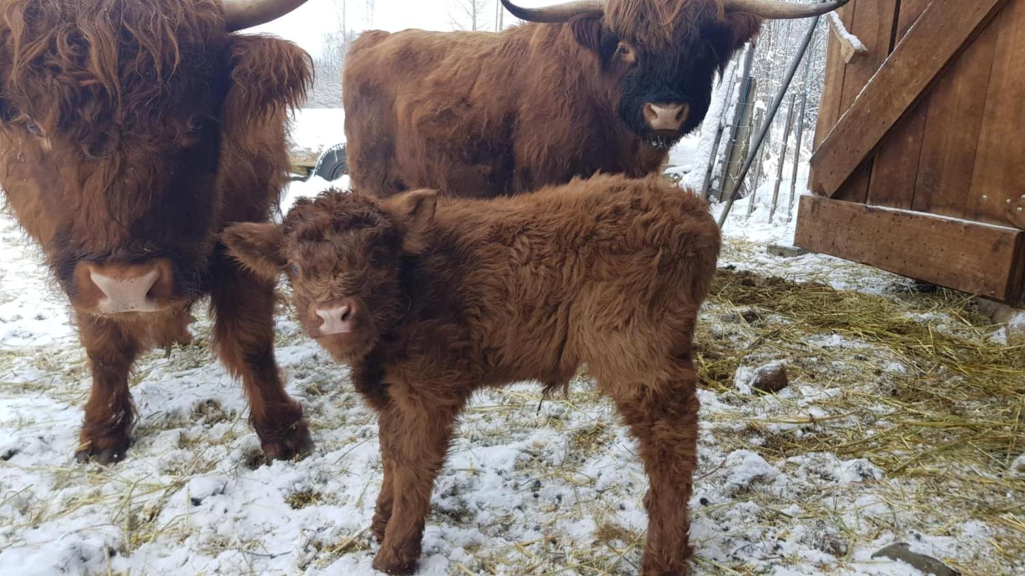 Вилла Wolfwood Guest Ranch Клируотер Экстерьер фото